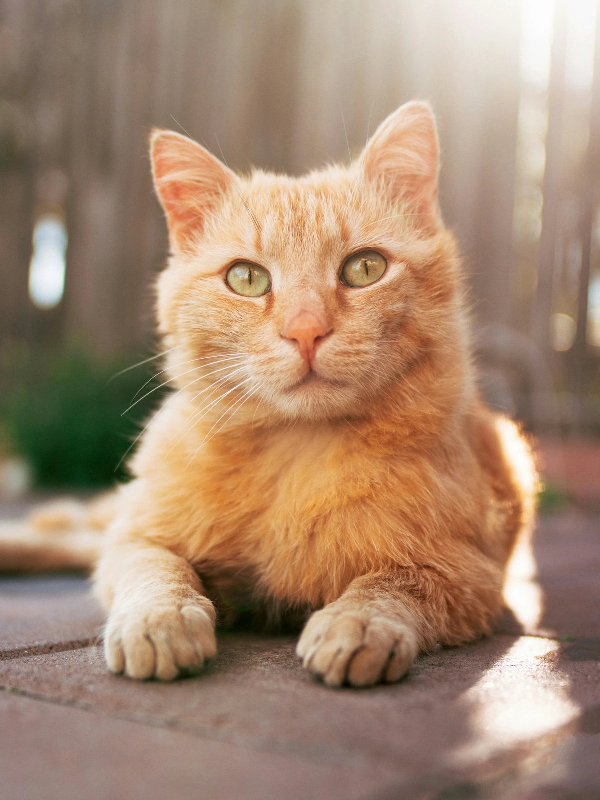Happy pet at home — Motivo wellness